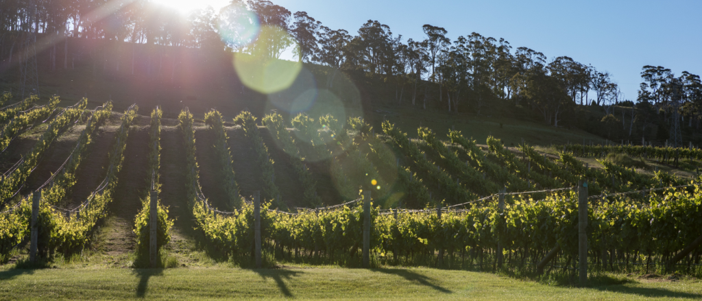 a vineyard with rows of grapevines stretching across a gently sloping hill. The sun is shining brightly in the sky, casting long shadows and creating lens flares. There is a line of trees at the top of the hill, and the sky is clear and blue.